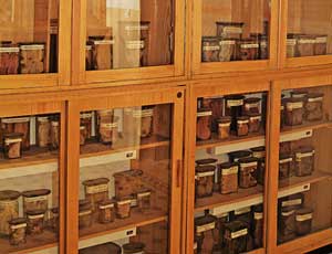 Muzeum Anatomopatologiczne Wydziału Lekarskiego