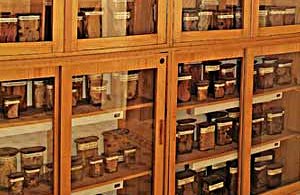 Muzeum Anatomopatologiczne